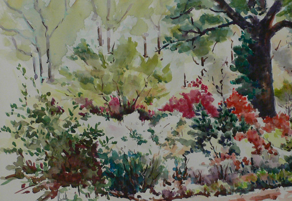 Azaleas in McCrillis Gardens