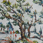 Japanese Pines